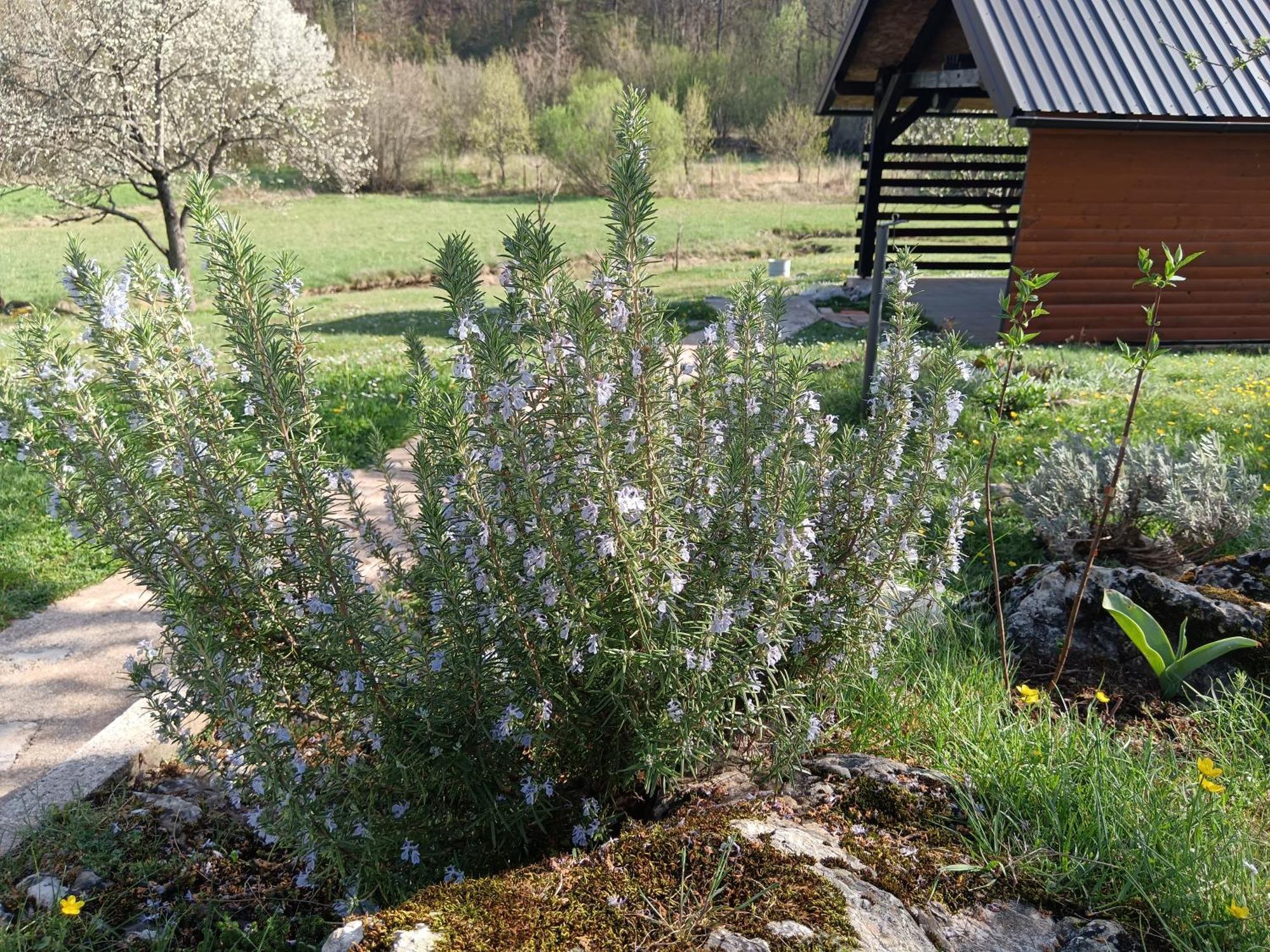 Apartman Sveti Rok Esterno foto
